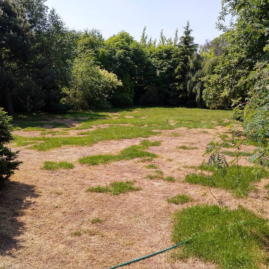 Ремонт газона